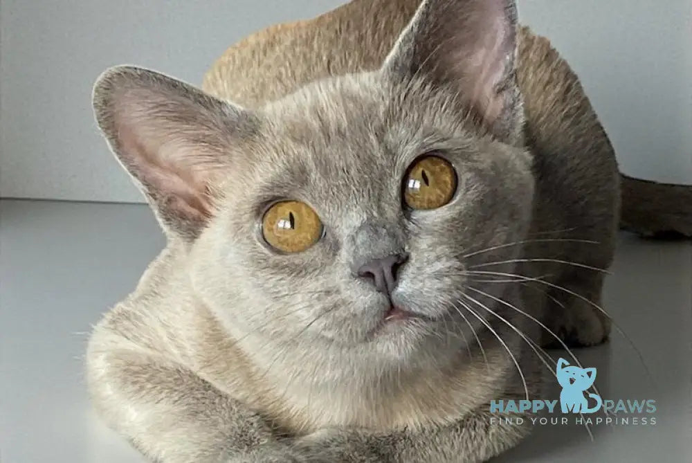 Mila Burmese female blue live animals