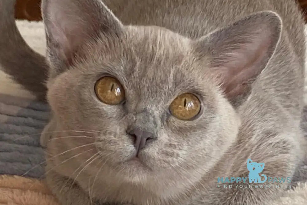 Mila Burmese female blue live animals