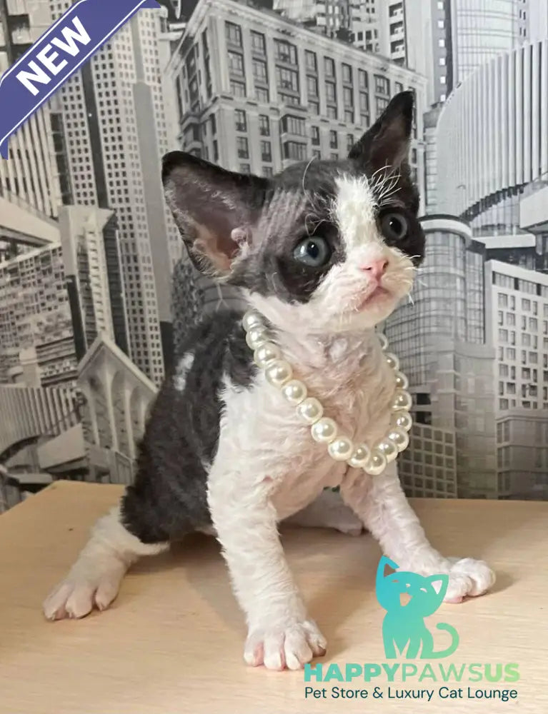 Mila Devon Rex female black bicolour - live animals