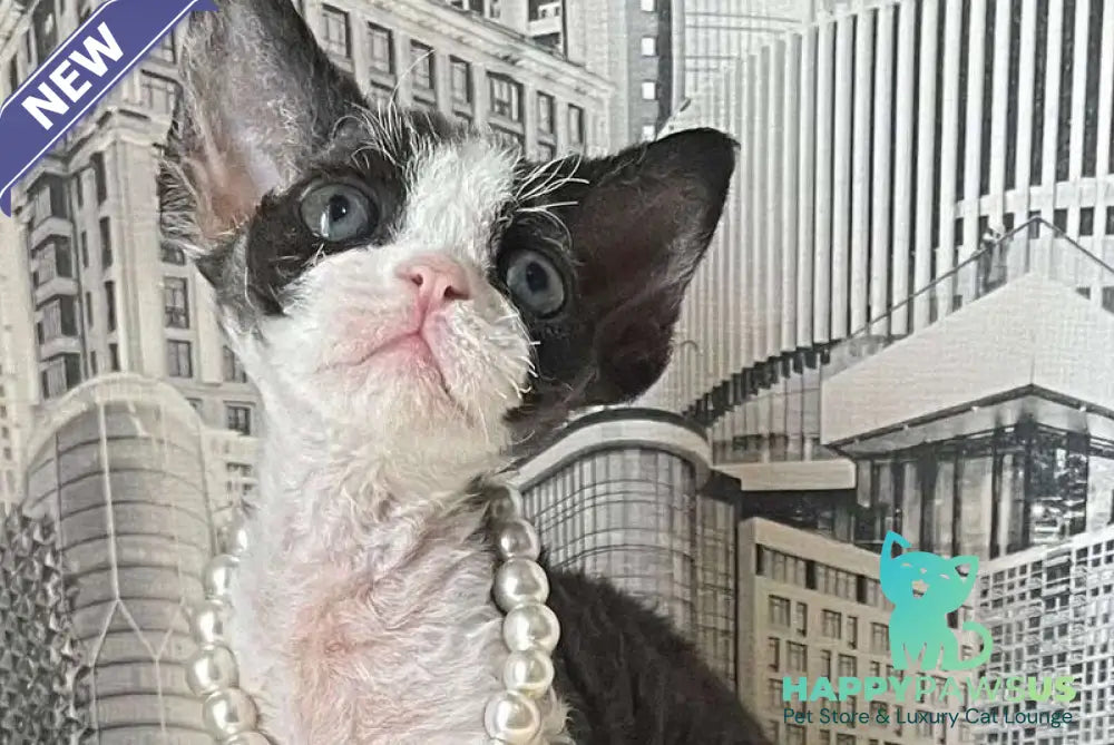 Mila Devon Rex female black bicolour - live animals