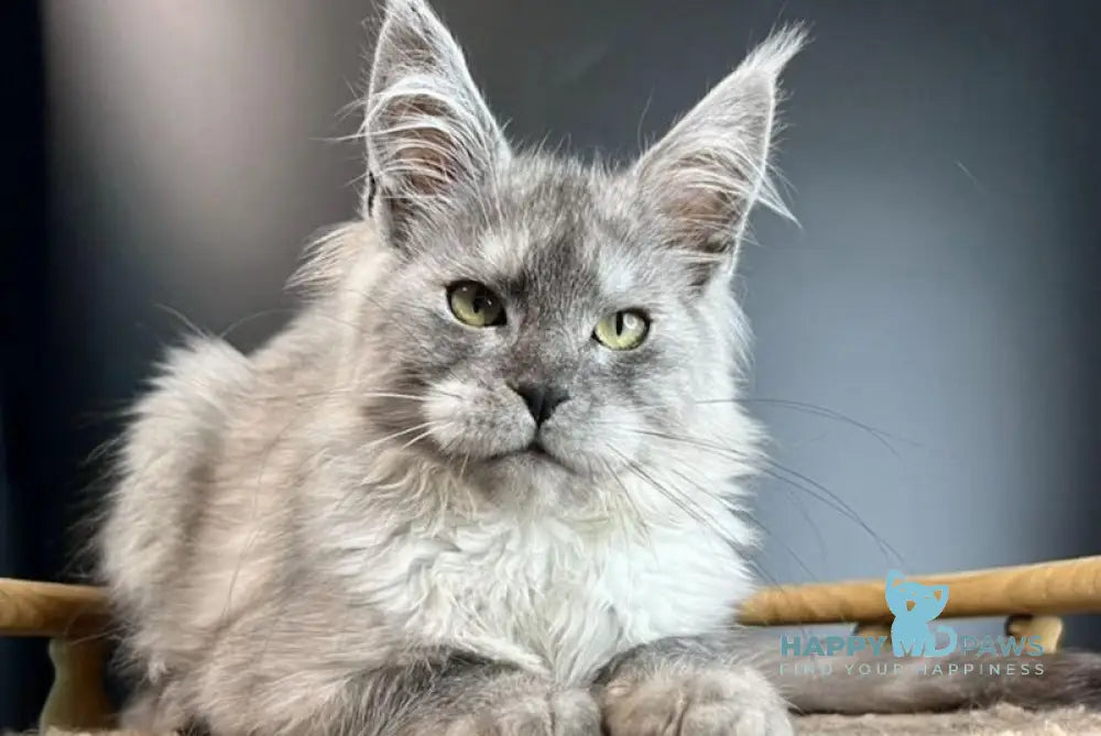 Mila Maine Coon female black smoke live animals