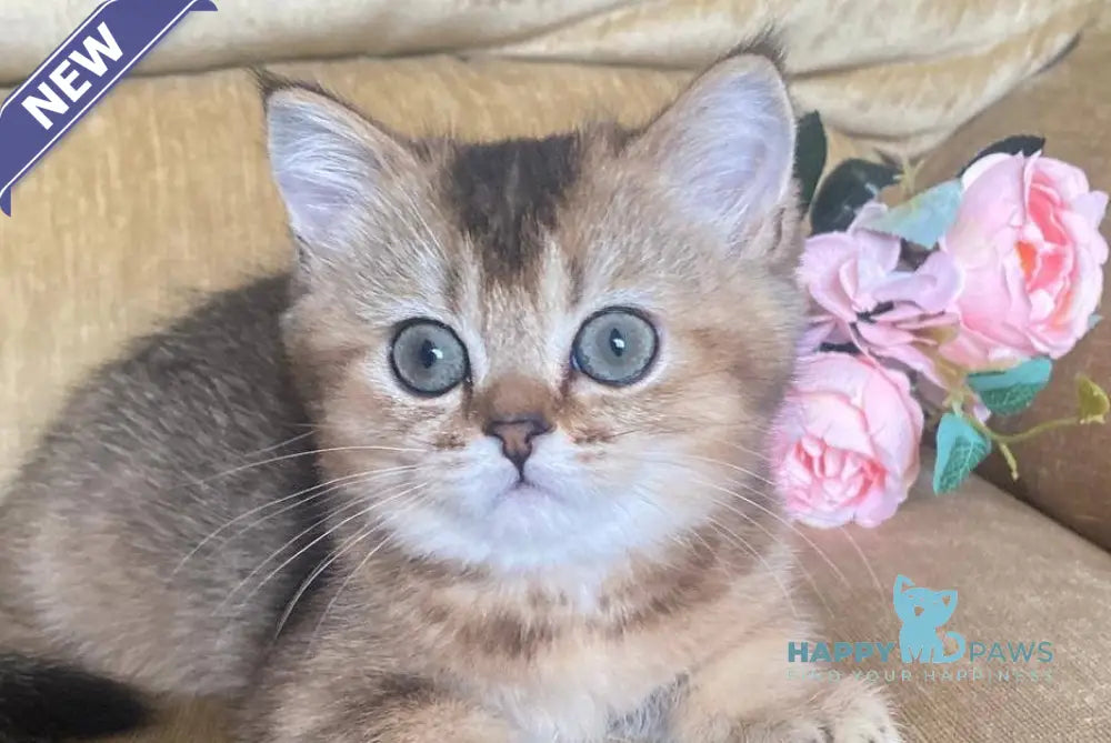 Мila Scottish Fold female black golden ticked tabby live animals