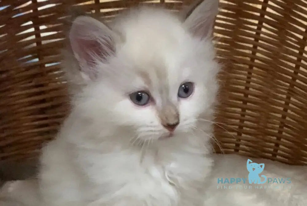 Milady Neva Masquerade female blue tortie with white live animals