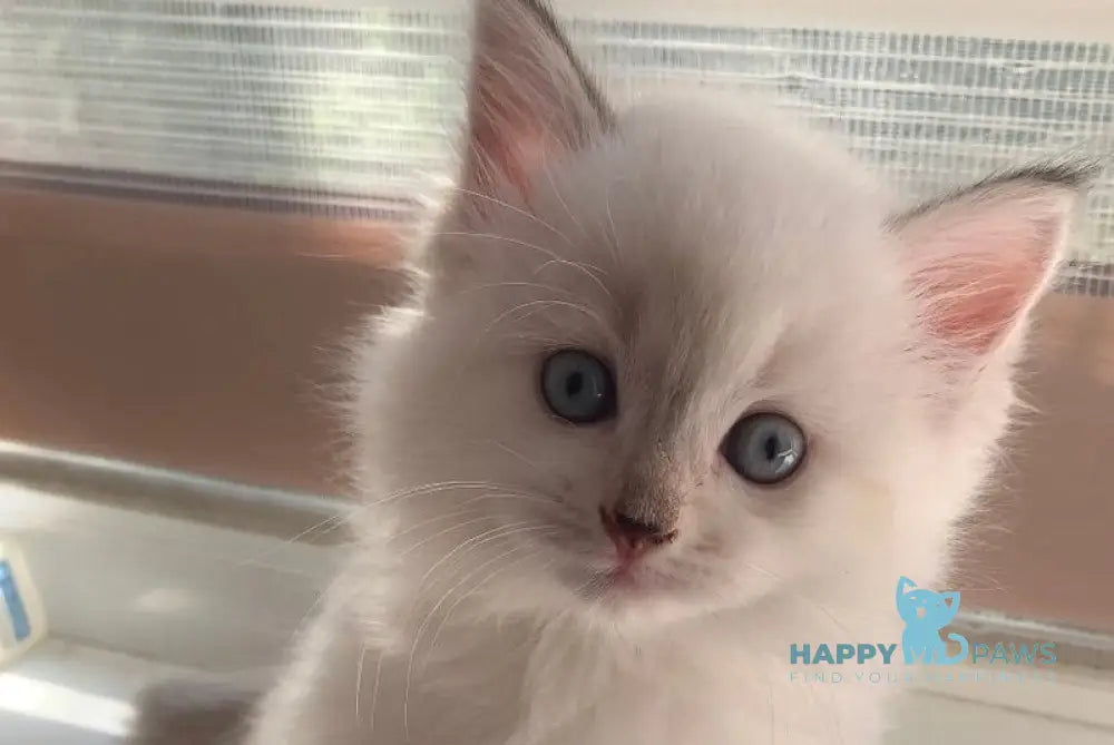 Milady Neva Masquerade female blue tortie with white live animals