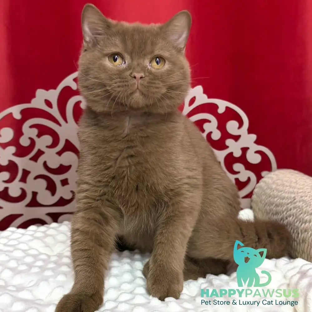Milan British Shorthair male cinnamon - live animals