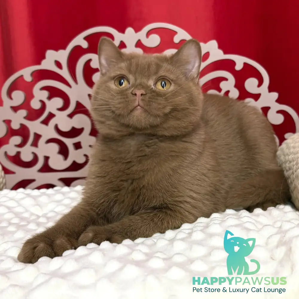 Milan British Shorthair male cinnamon - live animals