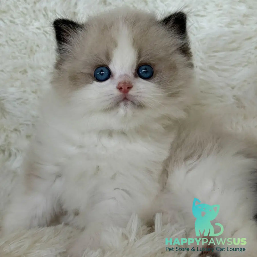 Milan Ragdoll male black bicolour - live animals