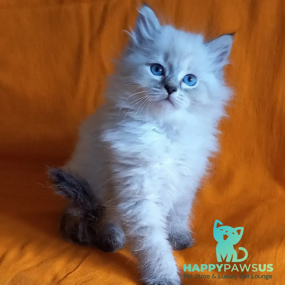 Milan Siberian male blue tabby pointed - live animals