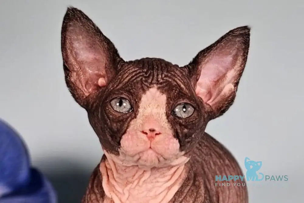 Milana Bambino female black bicolour live animals