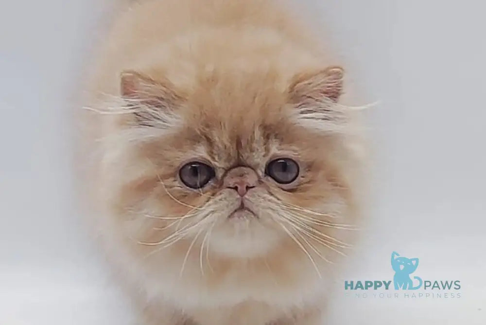 Мilana Persian female red - live animals