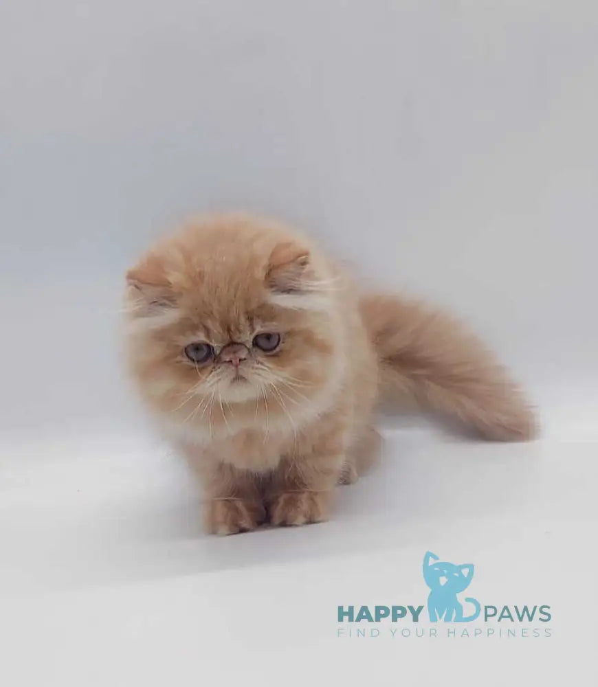 Мilana Persian female red - live animals