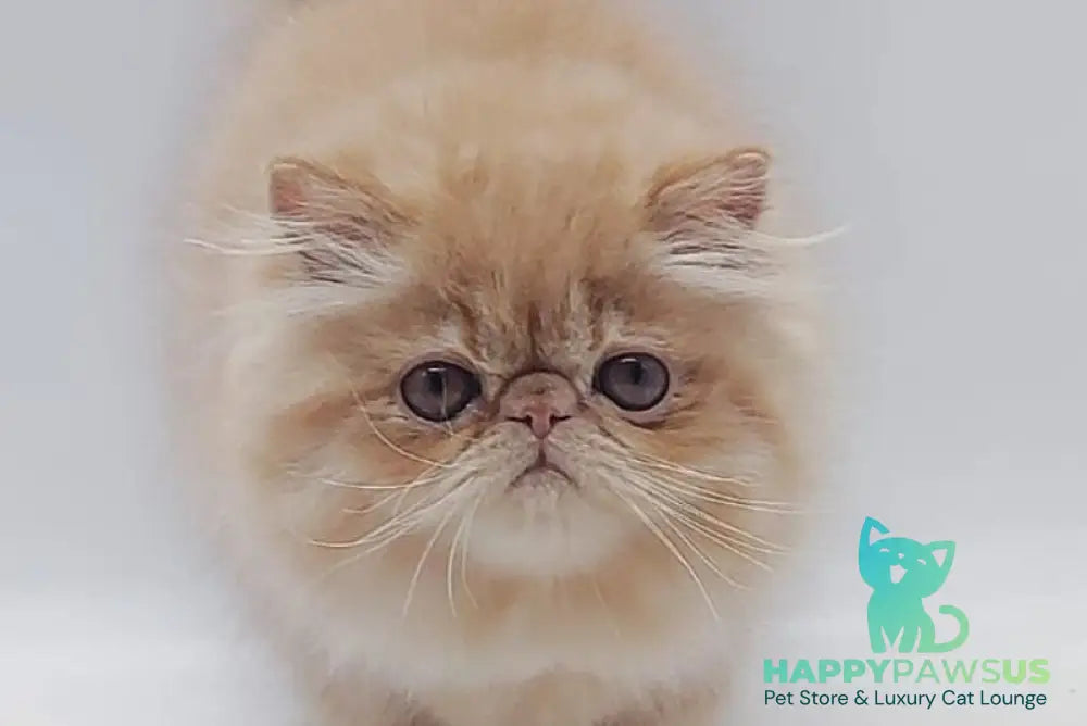 Мilana Persian female red - live animals