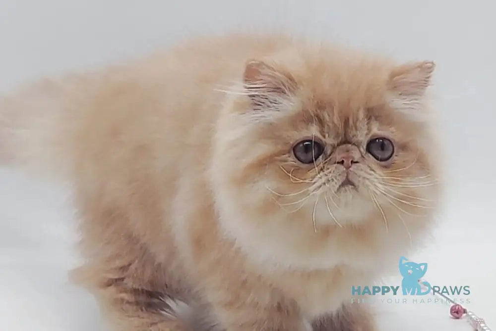 Мilana Persian female red live animals