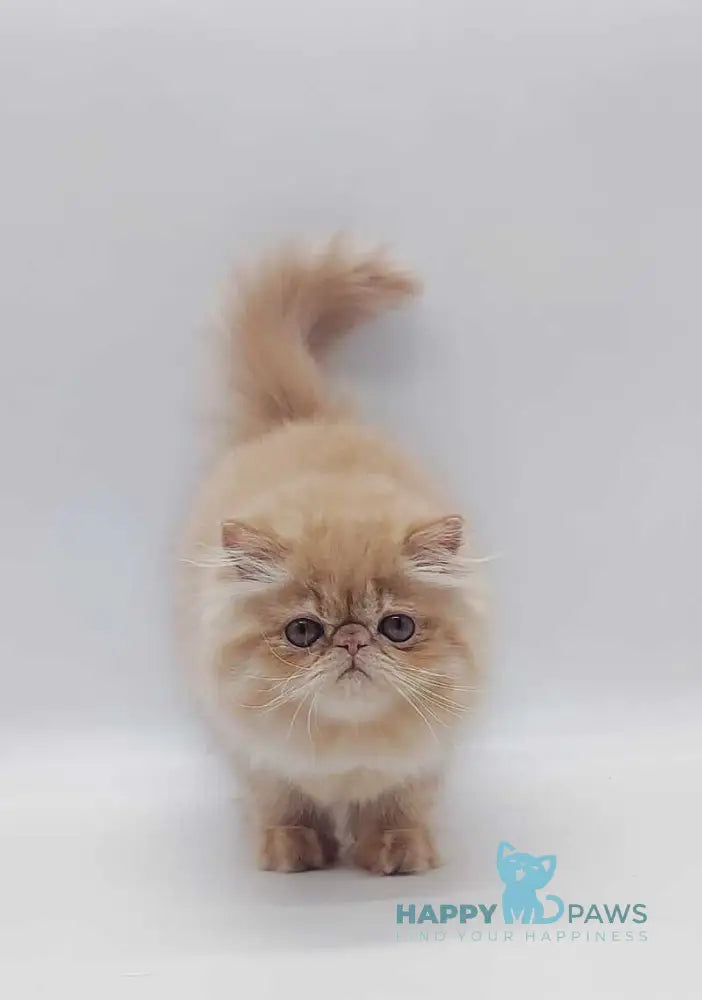 Мilana Persian female red live animals