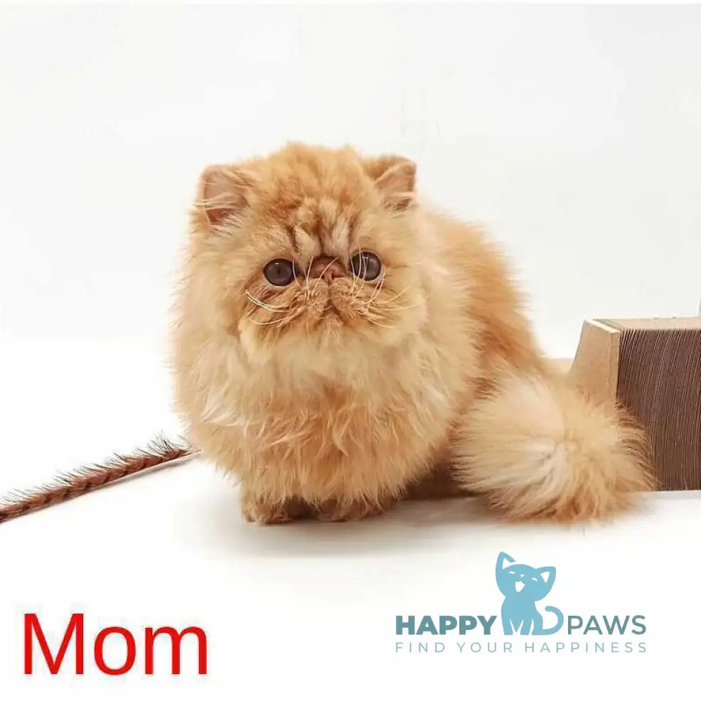 Мilana Persian female red live animals