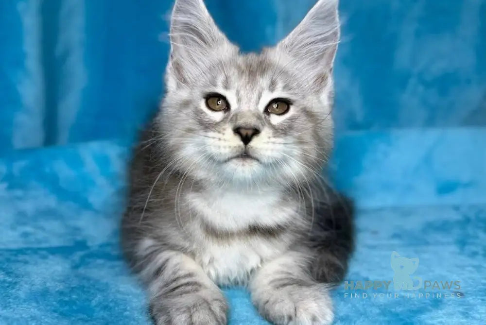 Milanija Maine Coon female blue silver tabby live animals