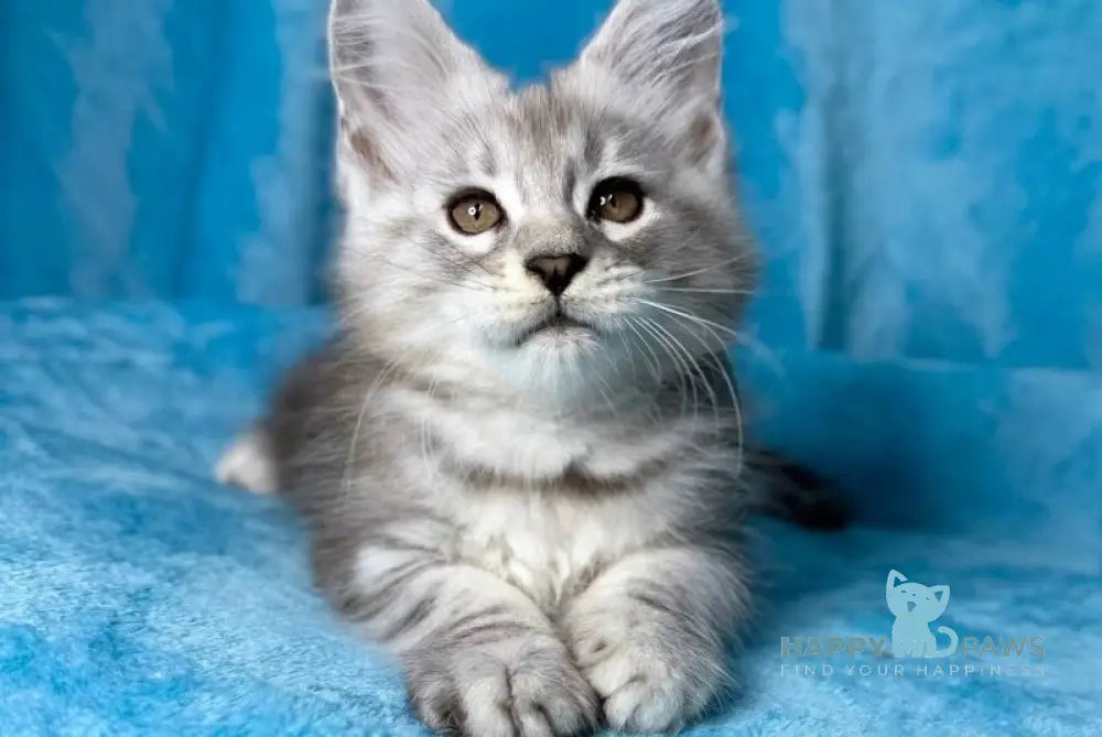 Milanija Maine Coon female blue silver tabby live animals