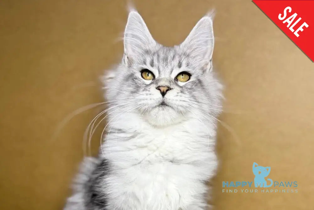 Milanija Maine Coon female blue silver tabby live animals