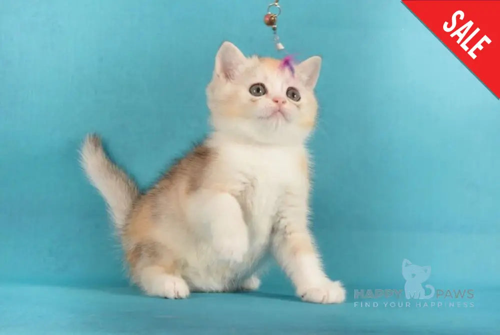 Milaniya British Shorthair female black tortie silver harlequin live animals