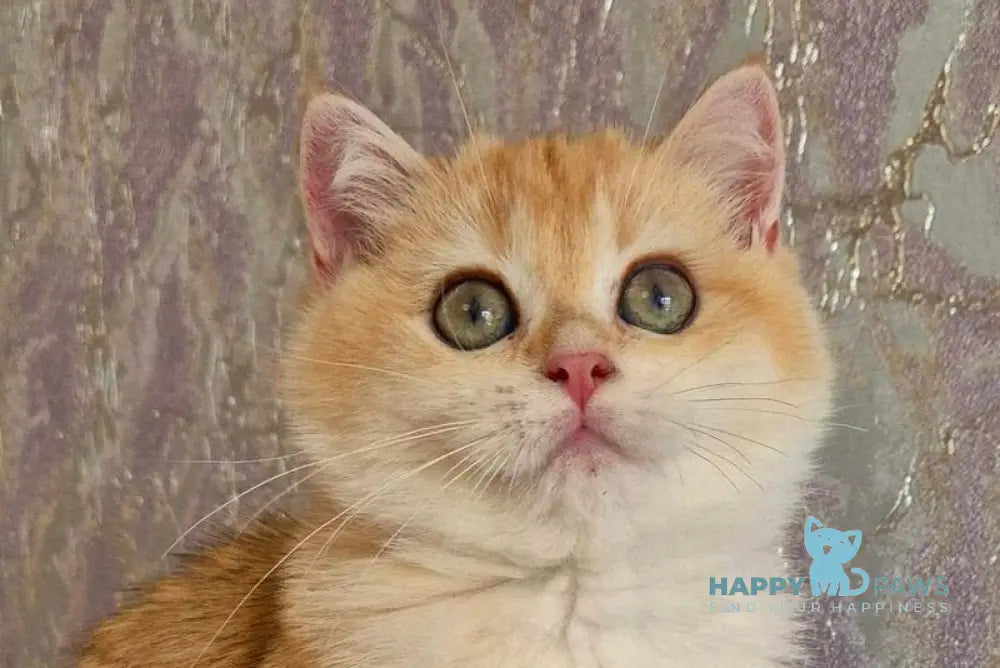 Milanna British Shorthair female black golden chinchilla live animals