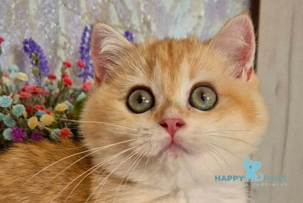 Milanna British Shorthair female black golden chinchilla live animals