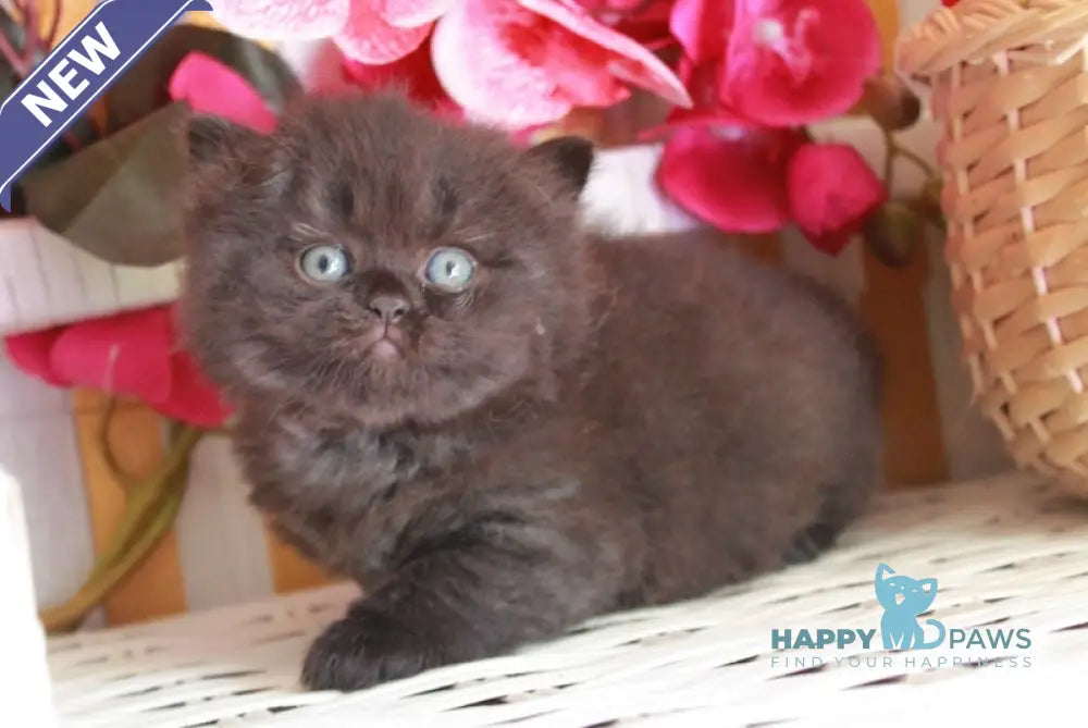 Milash British Longhair male black live animals