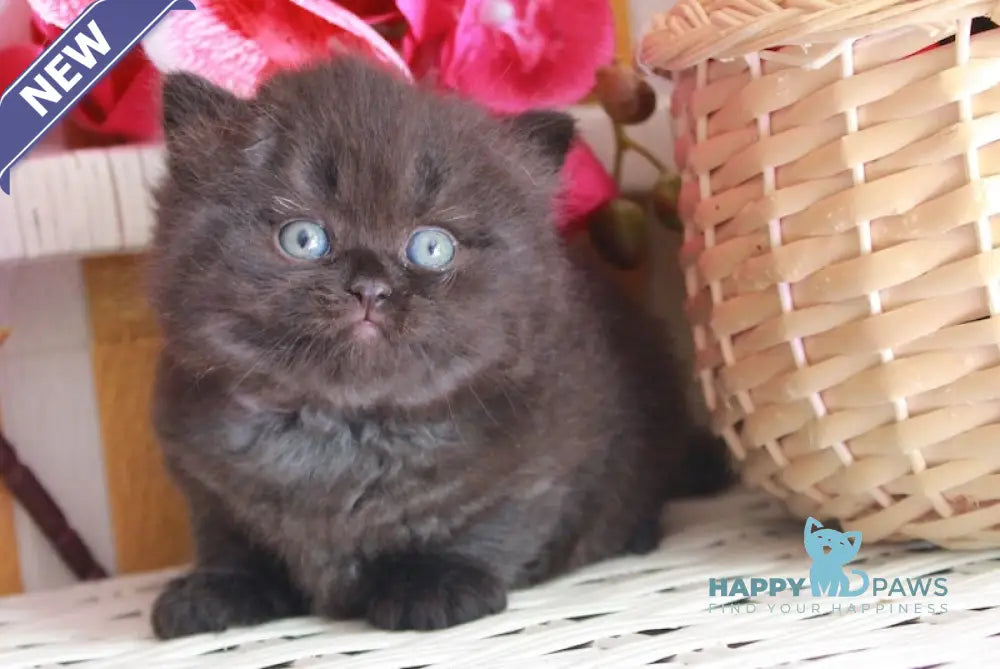 Milash British Longhair male black live animals