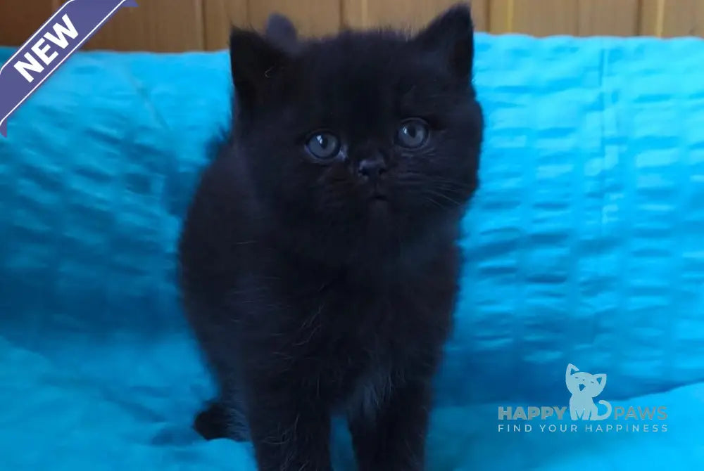 Milash British Shorthair male black live animals