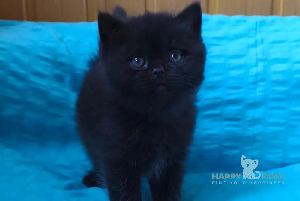 Milash British Shorthair male black live animals