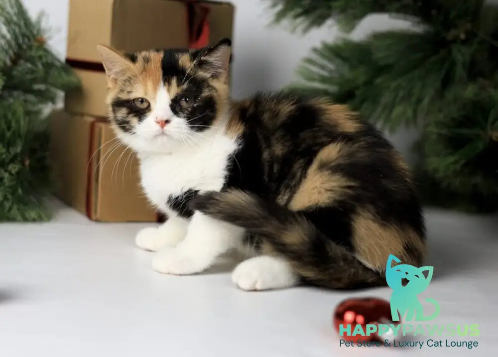 Мiledy British Shorthair female black tortie bicolour live animals