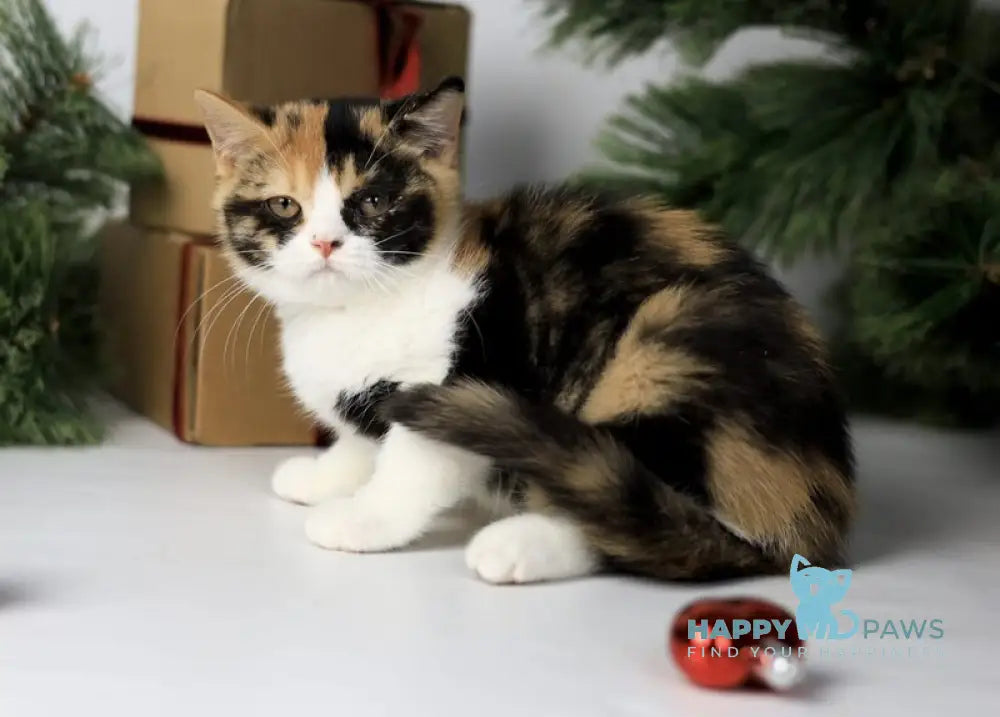 Мiledy British Shorthair female black tortie bicolour live animals