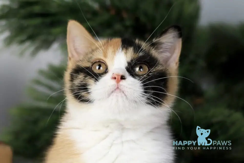 Мiledy British Shorthair female black tortie bicolour live animals