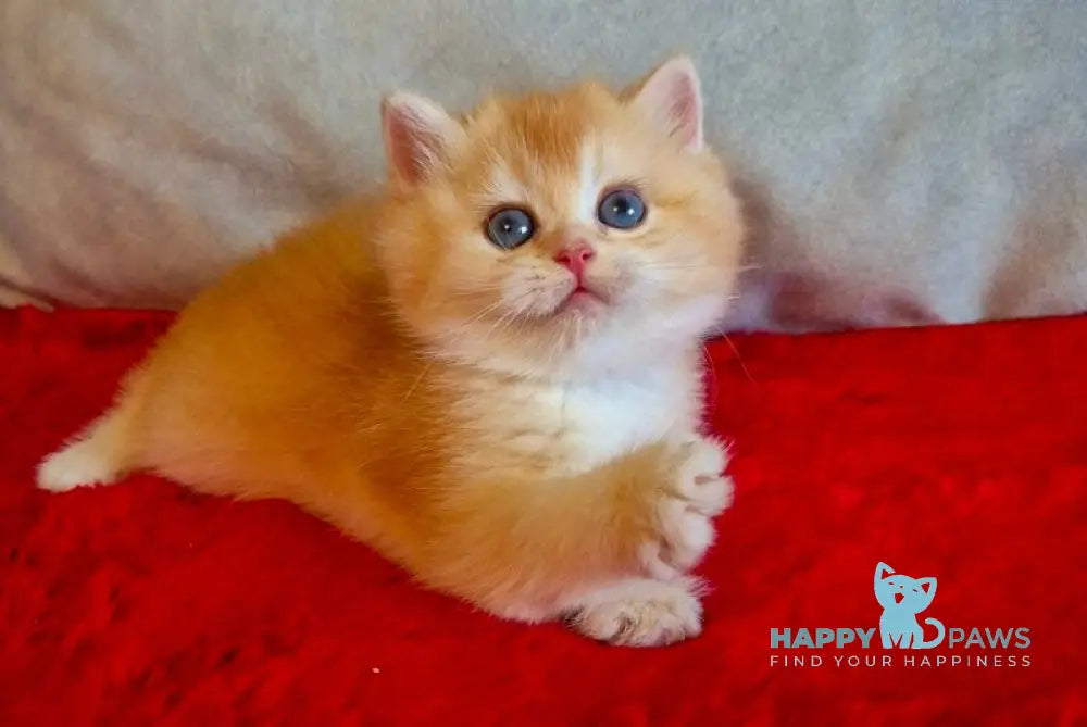 Milena British Shorthair female black golden chinchilla live animals