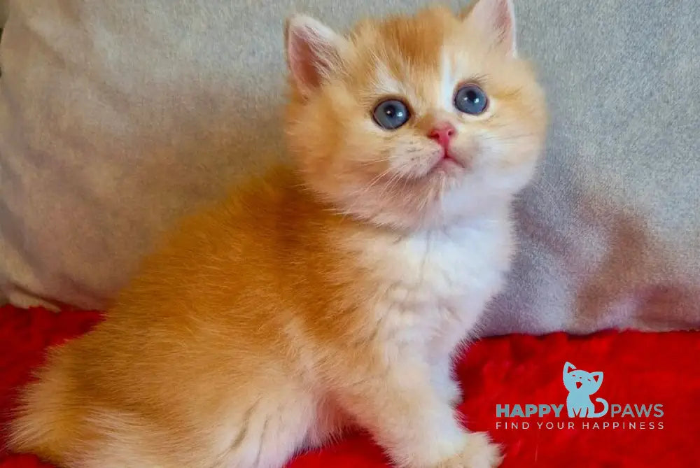 Milena British Shorthair female black golden chinchilla live animals