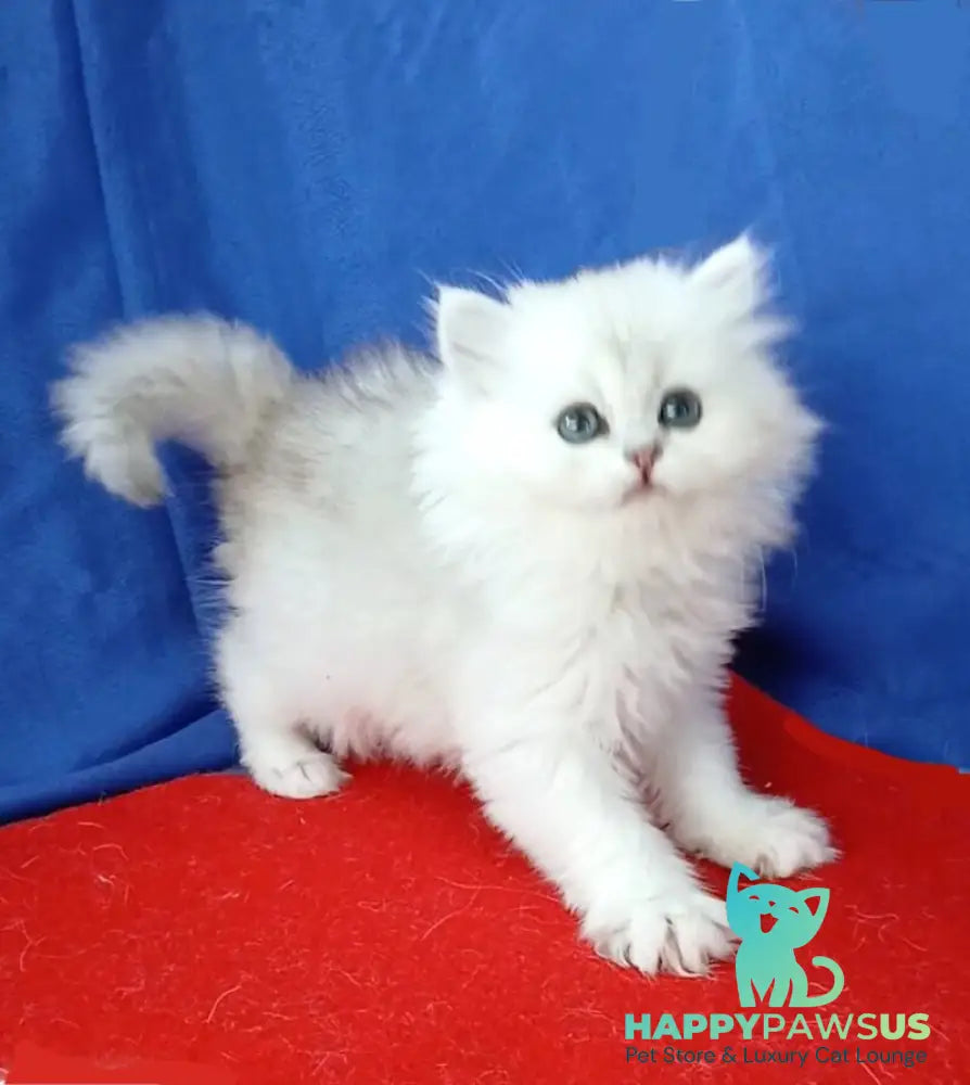 Milena Persian female black silver shaded - live animals