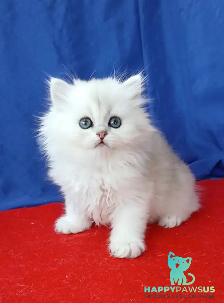 Milena Persian female black silver shaded - live animals