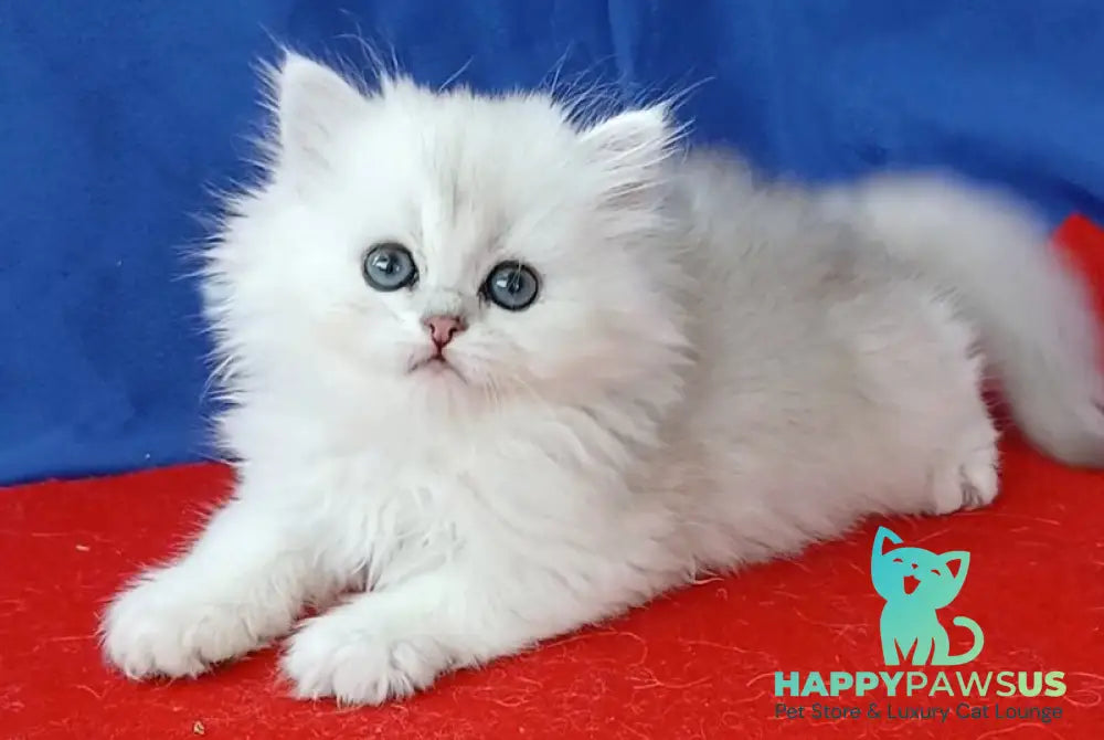 Milena Persian female black silver shaded - live animals