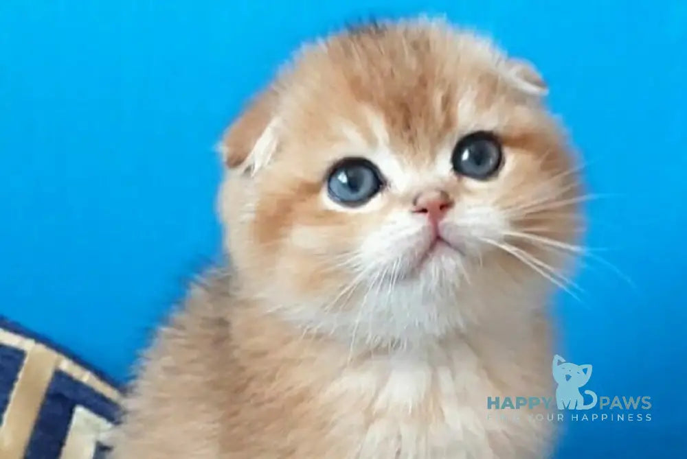 Milena Scottish Fold female black golden shaded - live animals
