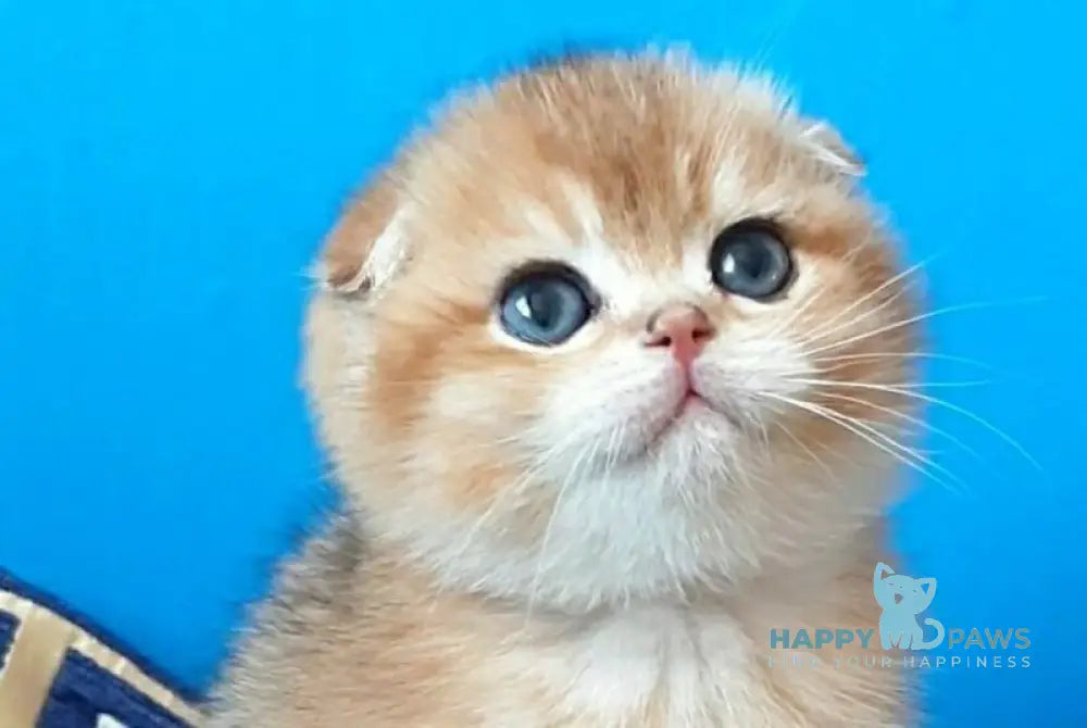 Milena Scottish Fold female black golden shaded - live animals