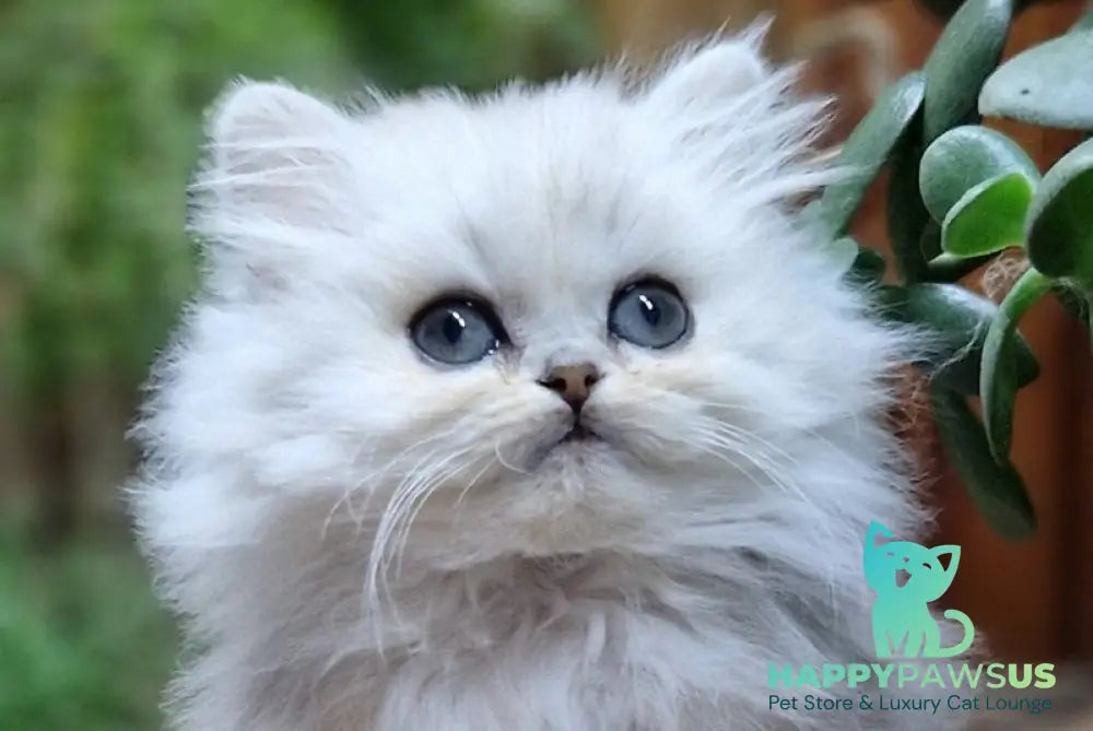 Milentiy British Longhair male black silver shaded live animals