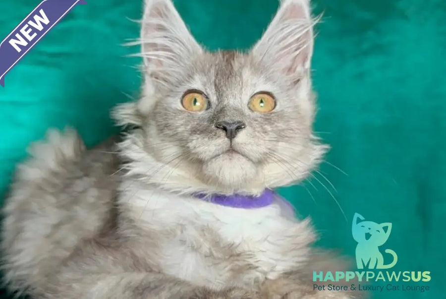 Milissa Maine Coon female black silver - live animals