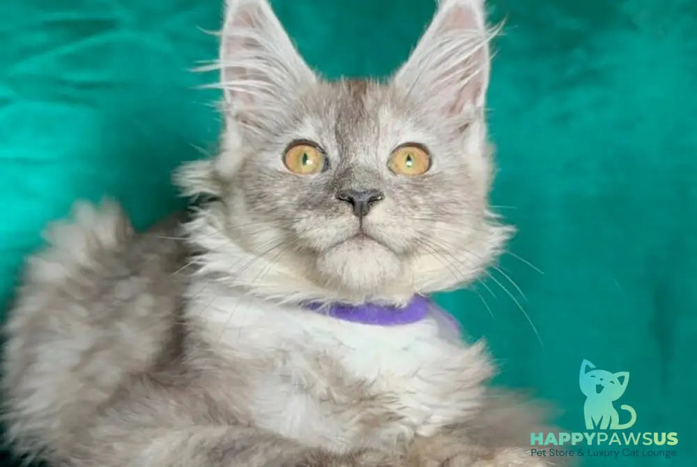 Milissa Maine Coon female black silver - live animals