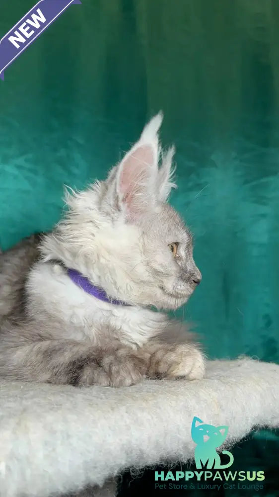 Milissa Maine Coon female black silver - live animals