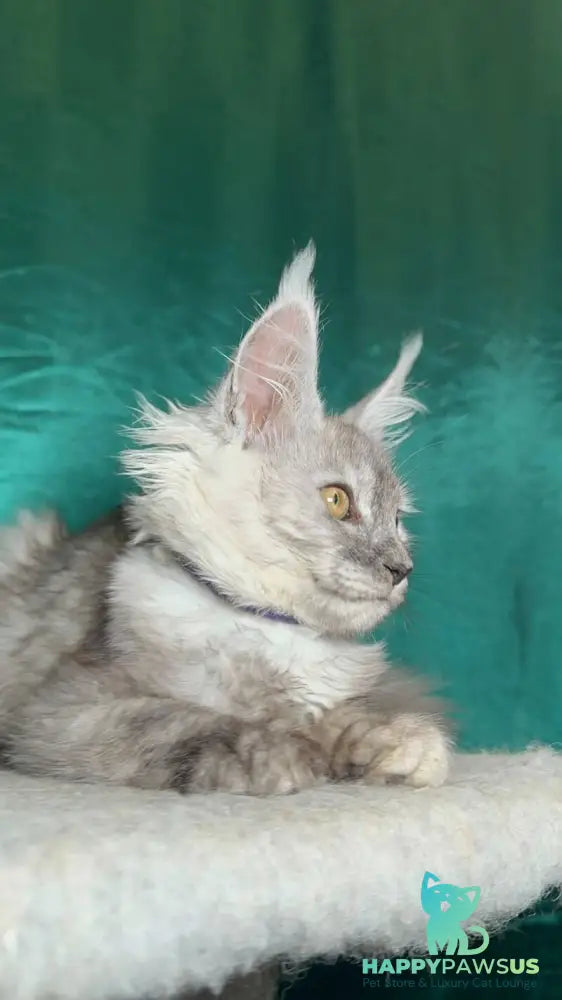 Milissa Maine Coon female black silver - live animals