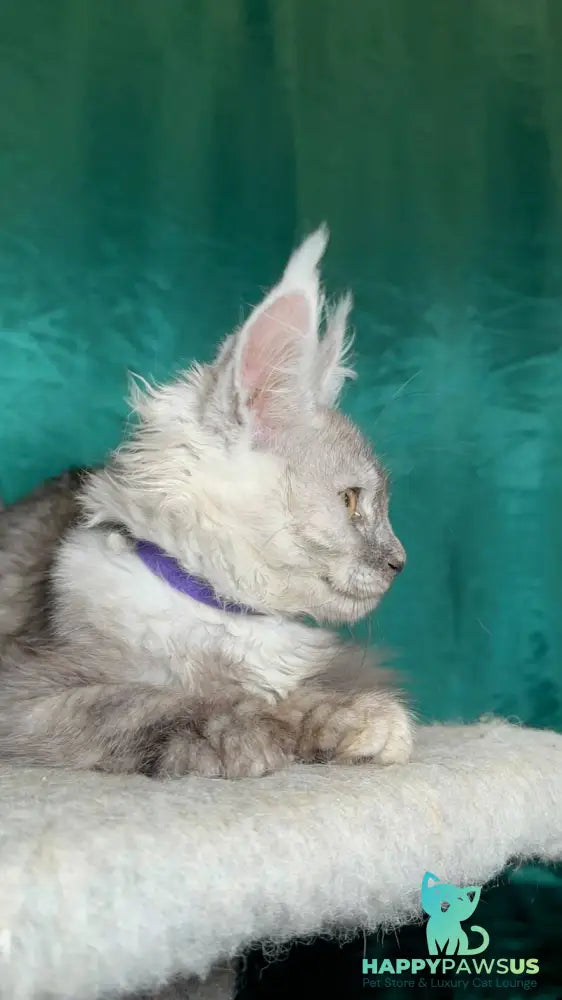 Milissa Maine Coon female black silver - live animals