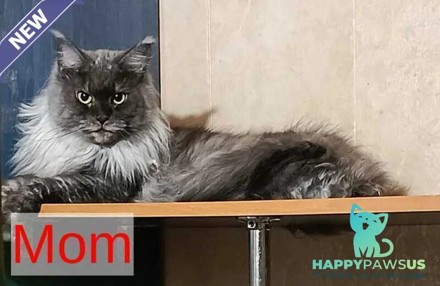 Milissa Maine Coon female black silver - live animals