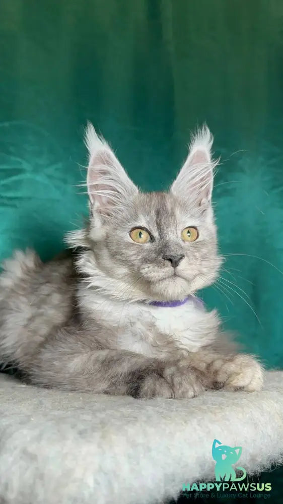 Milissa Maine Coon female black silver - live animals