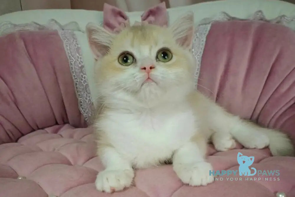 Milka British Shorthair female lilac golden chinchilla bicolour live animals