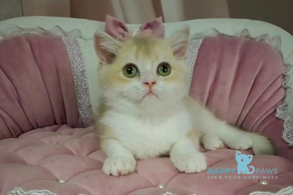 Milka British Shorthair female lilac golden chinchilla bicolour live animals