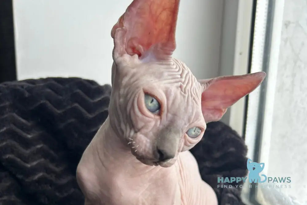 Milka Canadian Sphynx female blue pointed live animals